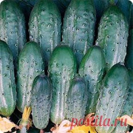 Огурец Компас F1, 12 шт.