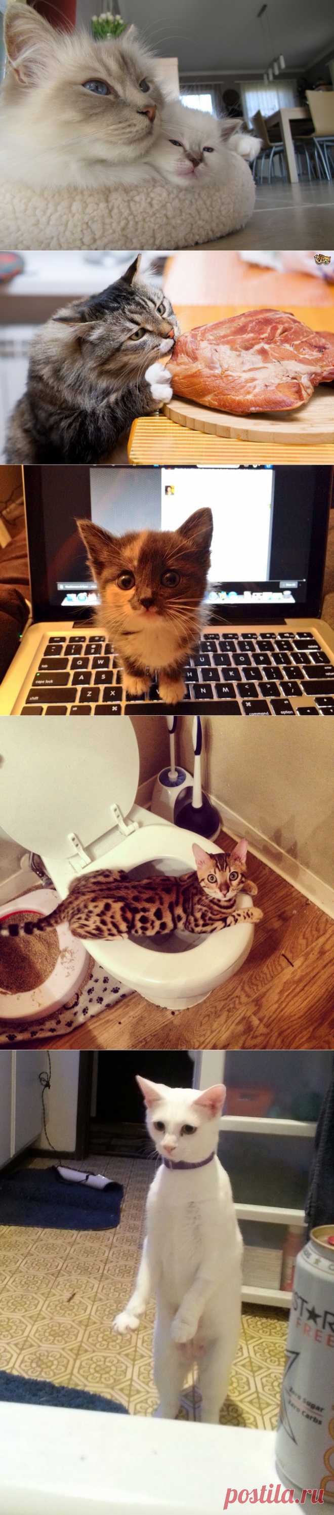 Из жизни кошек и котов.