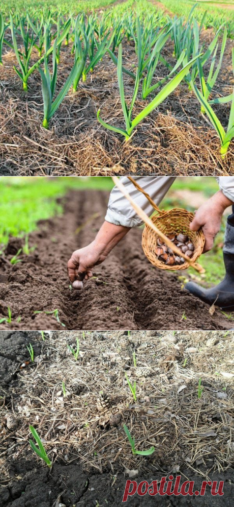 Как вырастить крупный чеснок на огороде: правила посадки и ухода