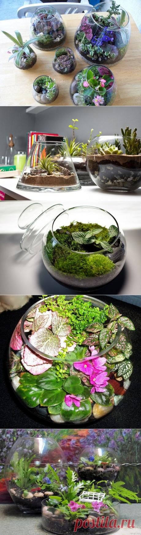 Сад в миниатюре - террариумы | Страна Полезных Советов