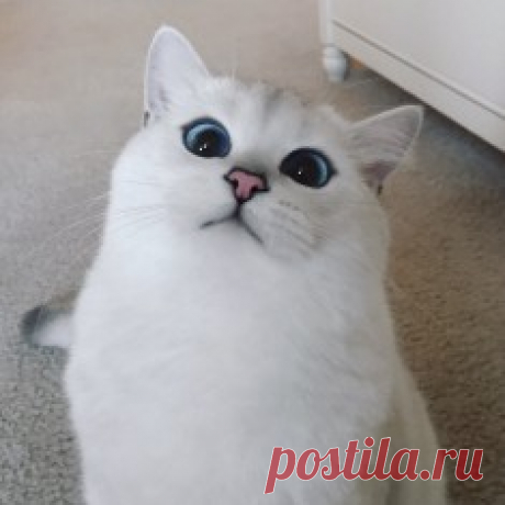 Встречайте кота с самыми красивыми в мире глазами | ПостПарк