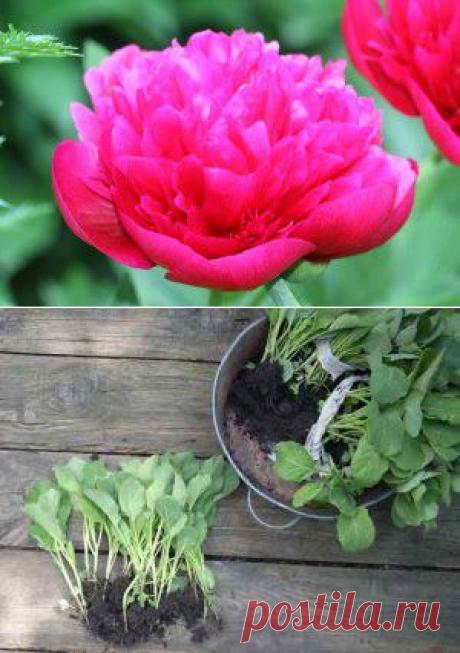 5 правил высаживания капустной рассады | НА ЗАВАЛИНКЕ