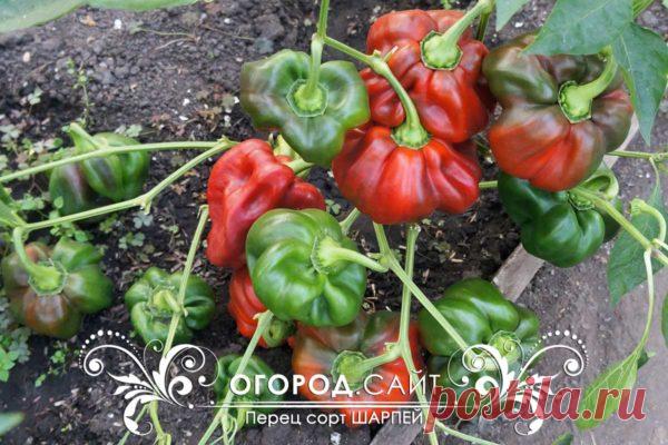 Перец сладкий Шарпей, семена купить | ОГОРОД.сайт