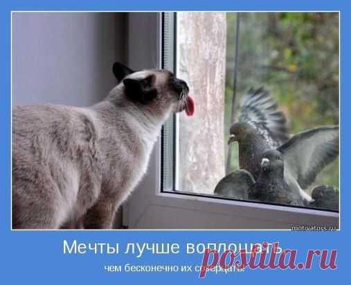 Мечты лучше воплощать, чем бесконечно созерцать
