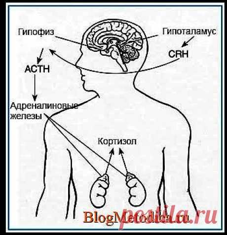 Гормон стресса - Кортизол. Хорошее настроение против стресса. | BlogMetodica.ru – методические рекомендации | методика похудения, методики изучения, методики бесплатно, английский методика