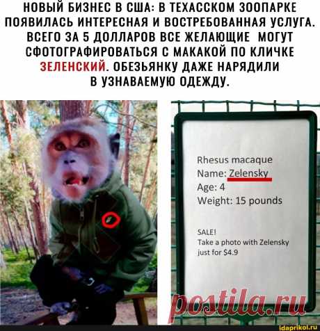 НОВЫЙ БИЗНЕС В США: В ТЕХАССКОМ ЗООПАРКЕ ПОЯВИЛАСЬ ИНТЕРЕСНАЯ И ВОСТРЕБОВАННАЯ УСЛУГА. ВСЕГО ЗА 5 ДОЛЛАРОВ ВСЕ ЖЕЛАЮЩИЕ МОГУТ СФОТОГРАФИРОВАТЬСЯ С МАКАКОЙ ПО КЛИЧКЕ ЗЕЛЕНСКИЙ. ОБЕЗЬЯНКУ ДАЖЕ НАРЯДИЛИ В УЗНАВАЕМУЮ ОДЕЖДУ. ВНези$ тасадие Мате: ?ейепзКу, Аре: 4 15 роипд$ ЗАЕЕ! Таке а рою миН 2ееп5Ку бог $4.9 - АйДаПрикол