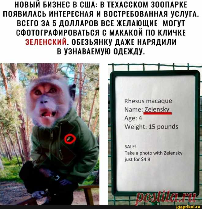 НОВЫЙ БИЗНЕС В США: В ТЕХАССКОМ ЗООПАРКЕ ПОЯВИЛАСЬ ИНТЕРЕСНАЯ И ВОСТРЕБОВАННАЯ УСЛУГА. ВСЕГО ЗА 5 ДОЛЛАРОВ ВСЕ ЖЕЛАЮЩИЕ МОГУТ СФОТОГРАФИРОВАТЬСЯ С МАКАКОЙ ПО КЛИЧКЕ ЗЕЛЕНСКИЙ. ОБЕЗЬЯНКУ ДАЖЕ НАРЯДИЛИ В УЗНАВАЕМУЮ ОДЕЖДУ. ВНези$ тасадие Мате: ?ейепзКу, Аре: 4 15 роипд$ ЗАЕЕ! Таке а рою миН 2ееп5Ку бог $4.9 - АйДаПрикол