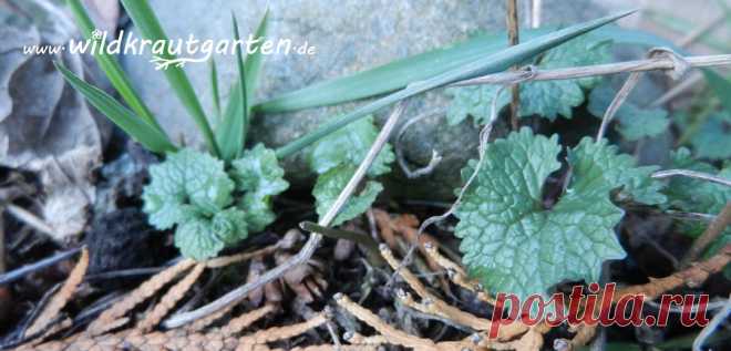 Pflanze des Monats: Die Knoblauchsrauke | Wildkraut-Garten