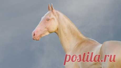 10 strange and beautiful horse breeds | MNN - Mother Nature Network