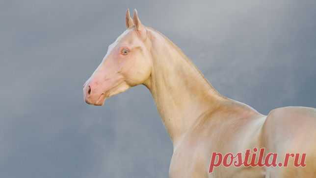 10 strange and beautiful horse breeds | MNN - Mother Nature Network