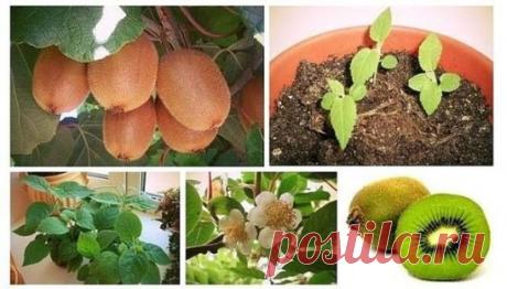 Экзотика. Как вырастить киви дома.
На самом деле это совсем несложно. Выбираем самый спелый киви из ближайшего магазина. Он должен быть мягким, ровным и без изъянов. Существует несколько популярных сортов киви, но не каждый из них способен вырасти и развиться во взрослое растение в домашних условиях. Киви очень любит свет и тепло, поэтому для его посадки и выращивания нужно выделить место на солнечном подоконнике без сквозняков.
Лучшее время для посева – с марта по май.
Помой фрукт и разрежь е