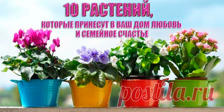 10 растений, которые принесут в ваш дом любовь | Полезные советы