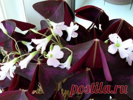 МИР РАСТЕНИЙ. Кислица