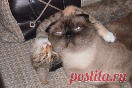 МЫ ОДНОЙ КРОВИ...