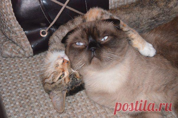 МЫ ОДНОЙ КРОВИ...