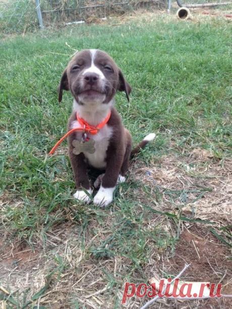 Попробуйте посмотреть этот пост и ни разу не улыбнуться