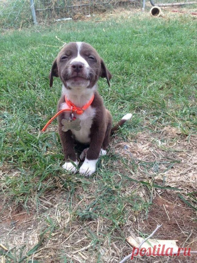 Попробуйте посмотреть этот пост и ни разу не улыбнуться