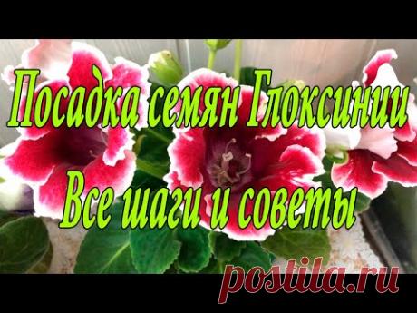 Посев семян Глоксиний ОТ А ДО Я. 1 часть