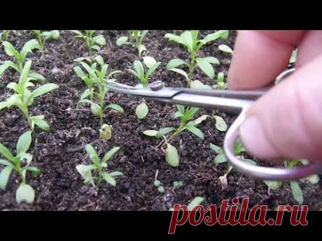 Первая прищипка гвоздики