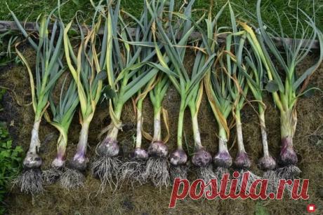 Хвоя для обильного урожая озимого чеснока | Твоя Дача | Яндекс Дзен