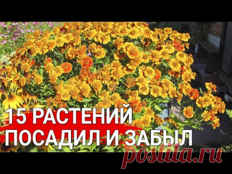 15 растений - посадил и забыл
