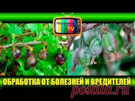 ОБРАБОТКА (ОПРЫСКИВАНИЕ) СМОРОДИНЫ И КРЫЖОВНИКА ОТ ВРЕДИТЕЛЕЙ И БОЛЕЗНЕЙ ВЕСНОЙ