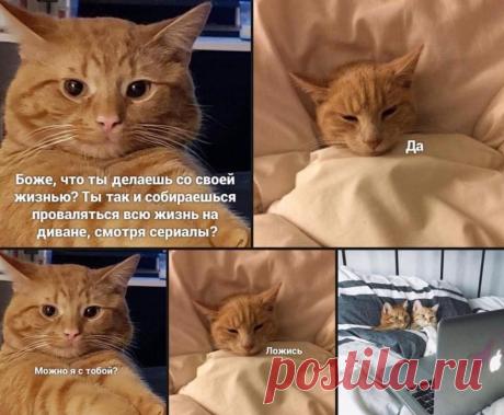 всю жизнь на диване