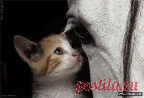 (+1) тема - Животные тоже умеют дружить! | Четвероногий юмор