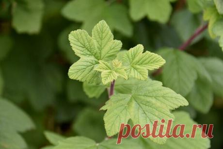 Лечебные свойства листьев смородины | ТвойВрач | Яндекс Дзен