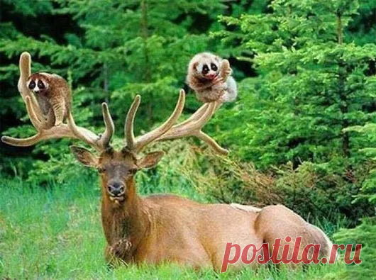Animals - Google+