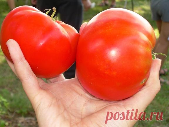 СОРТА СУПЕР-ПОМИДОРОВ
