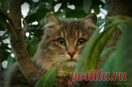 (14) Одноклассники
