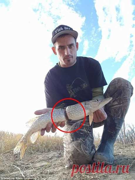 Щука с тонкой талией 
 






Канадский рыбак Адам Торнбул (Adam Turnbull) два дня назад выудил из реки Саскачеван щуку, опоясанную пластиковым кольцом. Скорее всего, рыба несколько месяцев назад проплывала через этикетку…