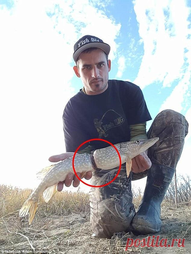 Щука с тонкой талией 
 






Канадский рыбак Адам Торнбул (Adam Turnbull) два дня назад выудил из реки Саскачеван щуку, опоясанную пластиковым кольцом. Скорее всего, рыба несколько месяцев назад проплывала через этикетку…