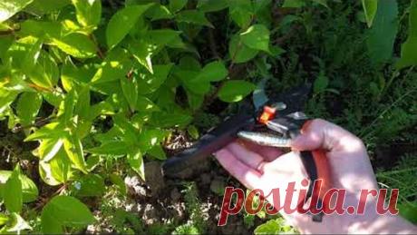 ЧЕРЕНКОВАНИЕ ГОРТЕНЗИИ