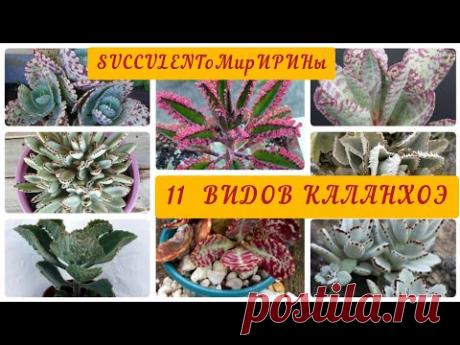 Суккуленты Виды каланхоэ  #видыкаланхоэ#суккуленты