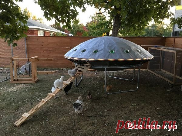 Курятник НЛО - пошаговое строительство с фото и видео ⋆ Все про кур А не построить ли нам курятник НЛО - оригинальный птичник своими руками? Смотрите фото и пошаговое руководство, как сделать. На видео шедевр во всей красе!