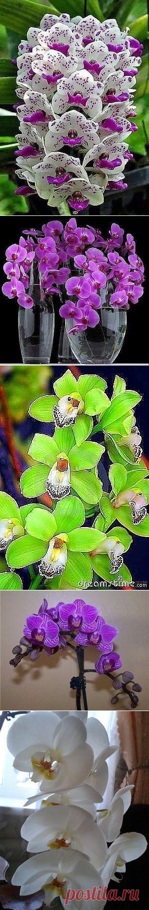 Правильное разведение орхидей