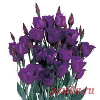 Эустома Пикколо 2 Deep Blue (драже) 5 шт