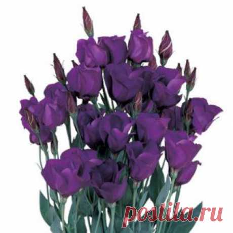 Эустома Пикколо 2 Deep Blue (драже) 5 шт