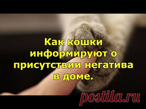 Как кошки информируют о присутствии негатива в доме.