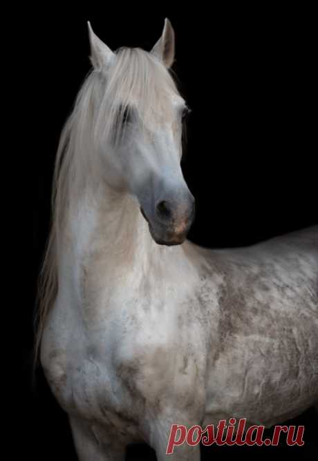 «Белый лебедь» Орловский жеребец Прокол с конного завода «Калгановский» (Ленинградская область, город Луга). Снимала Светлана Балабанова: nat-geo.ru/community/user/226592/