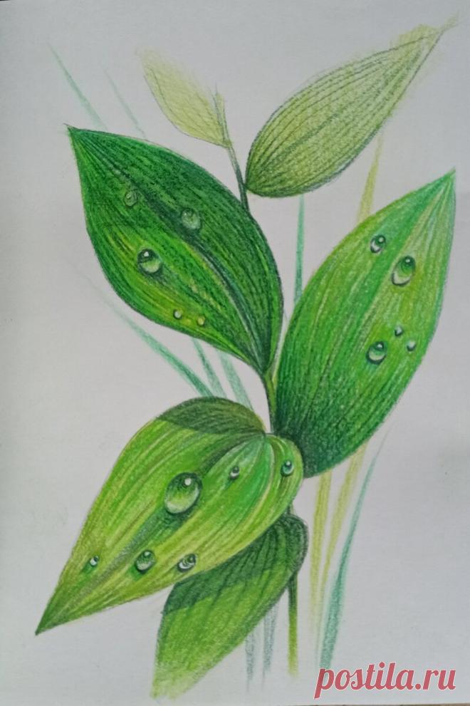 Рисуем утреннюю росу. Пошаговый урок рисования для начинающих. | Рисуем вместе | Яндекс Дзен