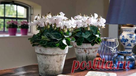 Уход за цикламеном в домашних условиях