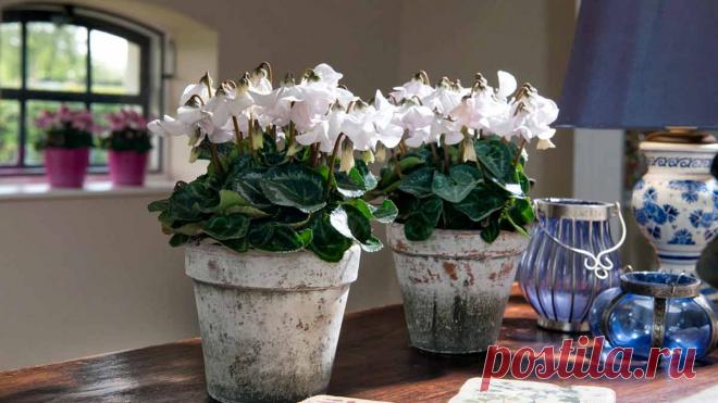 Уход за цикламеном в домашних условиях