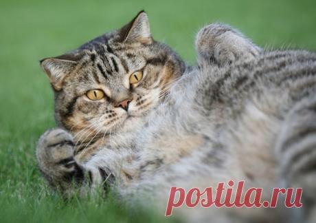 Одной семье повезло с котом.........(Я так давно не смеялась!!) | Все о наших питомцах
