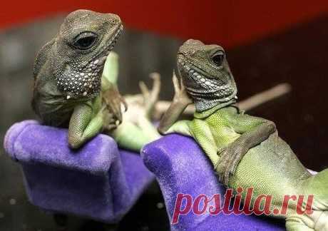 анна каренина
31 год, Россия, Санкт-Петербург