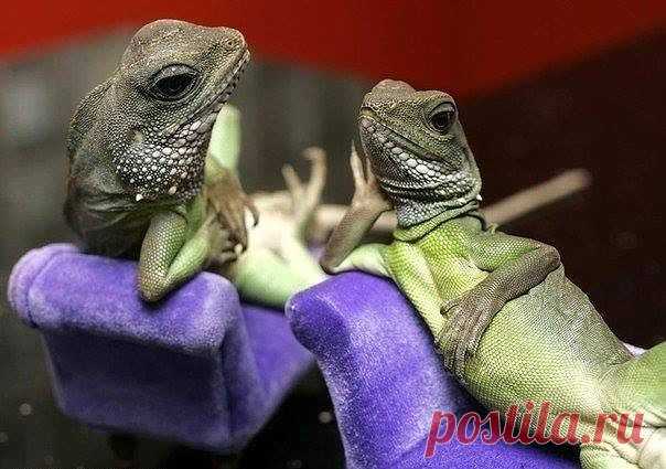 анна каренина
31 год, Россия, Санкт-Петербург