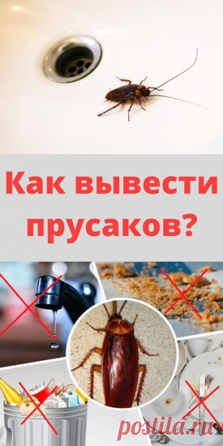 Как вывести прусаков? - My izumrud