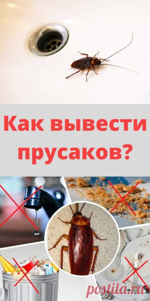Как вывести прусаков? - My izumrud